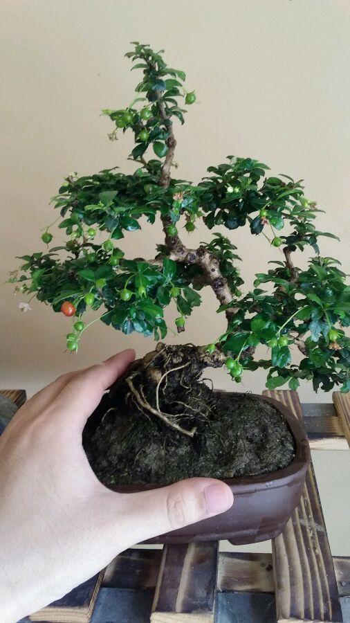 探寻福建之美，微光中的绿色奇迹🌇🍃